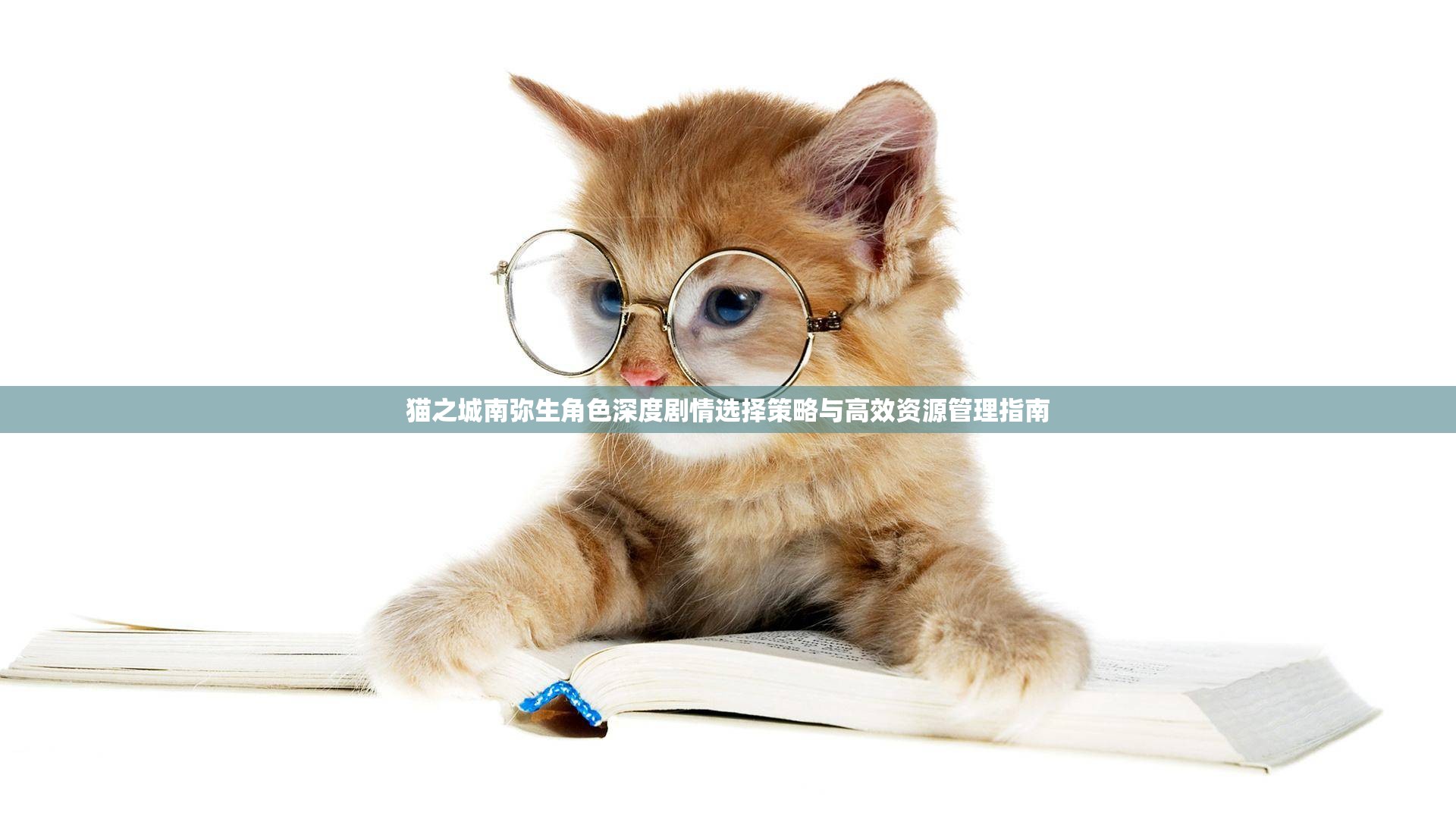 猫之城南弥生角色深度剧情选择策略与高效资源管理指南