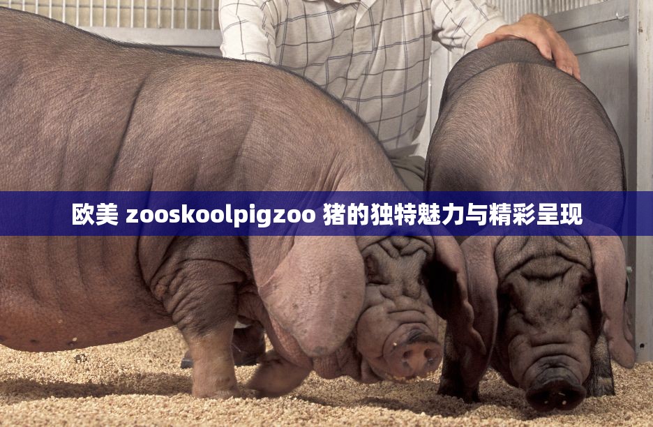 欧美 zooskoolpigzoo 猪的独特魅力与精彩呈现