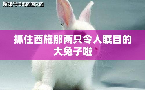 抓住西施那两只令人瞩目的大兔子啦