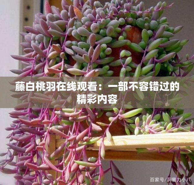 藤白桃羽在线观看：一部不容错过的精彩内容