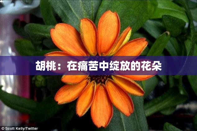 胡桃：在痛苦中绽放的花朵