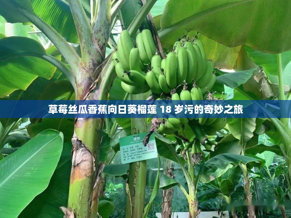 草莓丝瓜香蕉向日葵榴莲 18 岁污的奇妙之旅