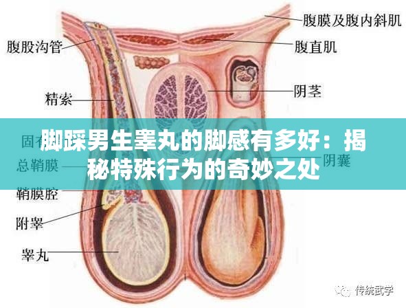 脚踩男生睾丸的脚感有多好：揭秘特殊行为的奇妙之处