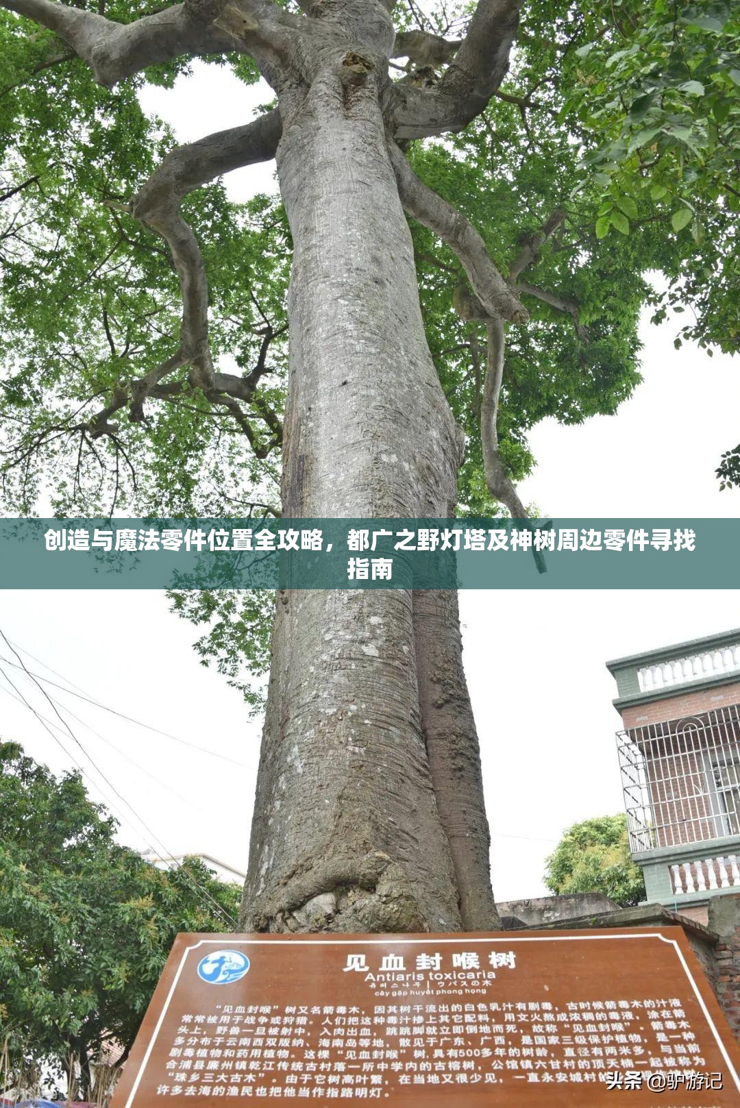 创造与魔法零件位置全攻略，都广之野灯塔及神树周边零件寻找指南