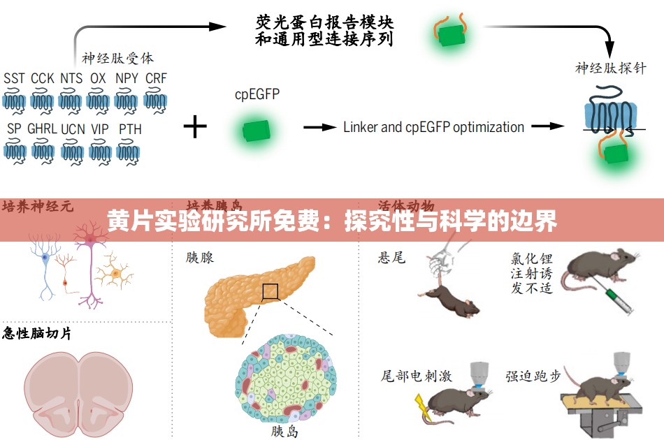黄片实验研究所免费：探究性与科学的边界