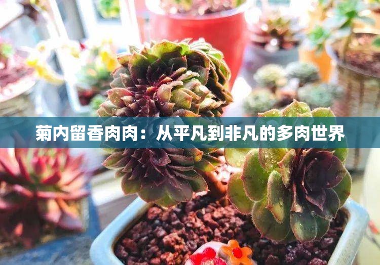 菊内留香肉肉：从平凡到非凡的多肉世界