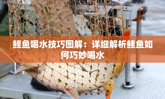 鲤鱼喝水技巧图解：详细解析鲤鱼如何巧妙喝水