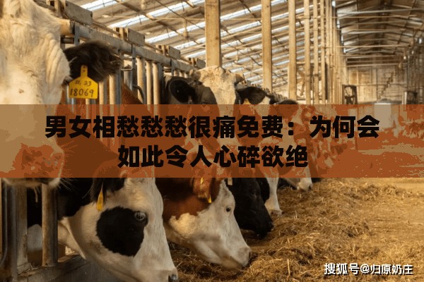 男女相愁愁愁很痛免费：为何会如此令人心碎欲绝