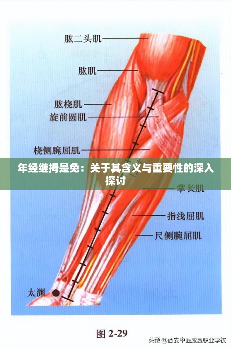 年经继拇是免：关于其含义与重要性的深入探讨