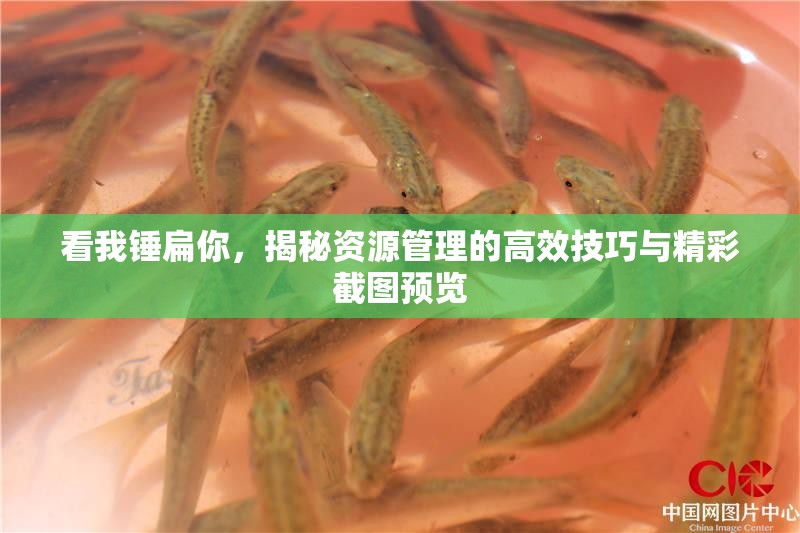 看我锤扁你，揭秘资源管理的高效技巧与精彩截图预览