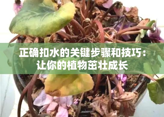 正确扣水的关键步骤和技巧：让你的植物茁壮成长