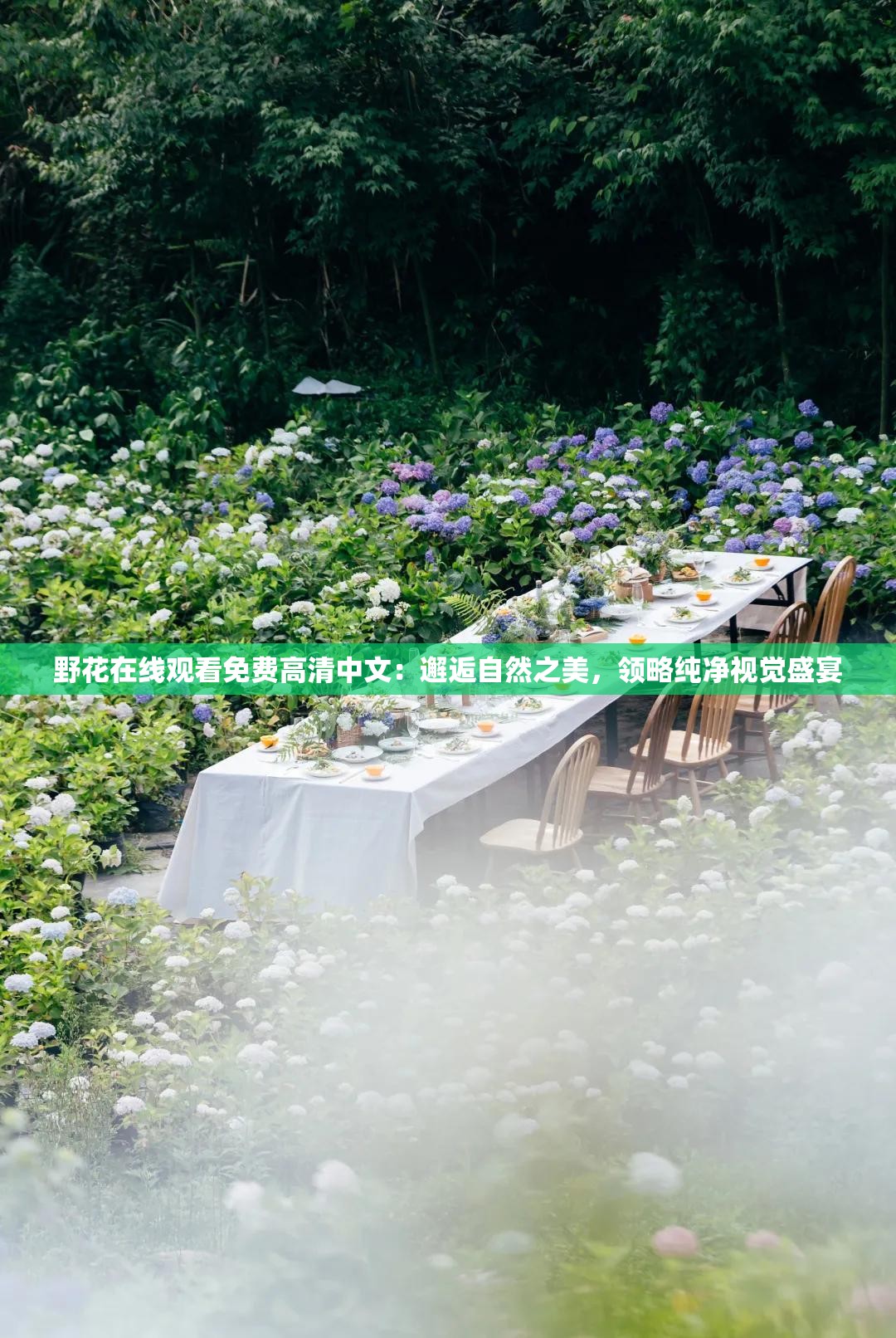 野花在线观看免费高清中文：邂逅自然之美，领略纯净视觉盛宴