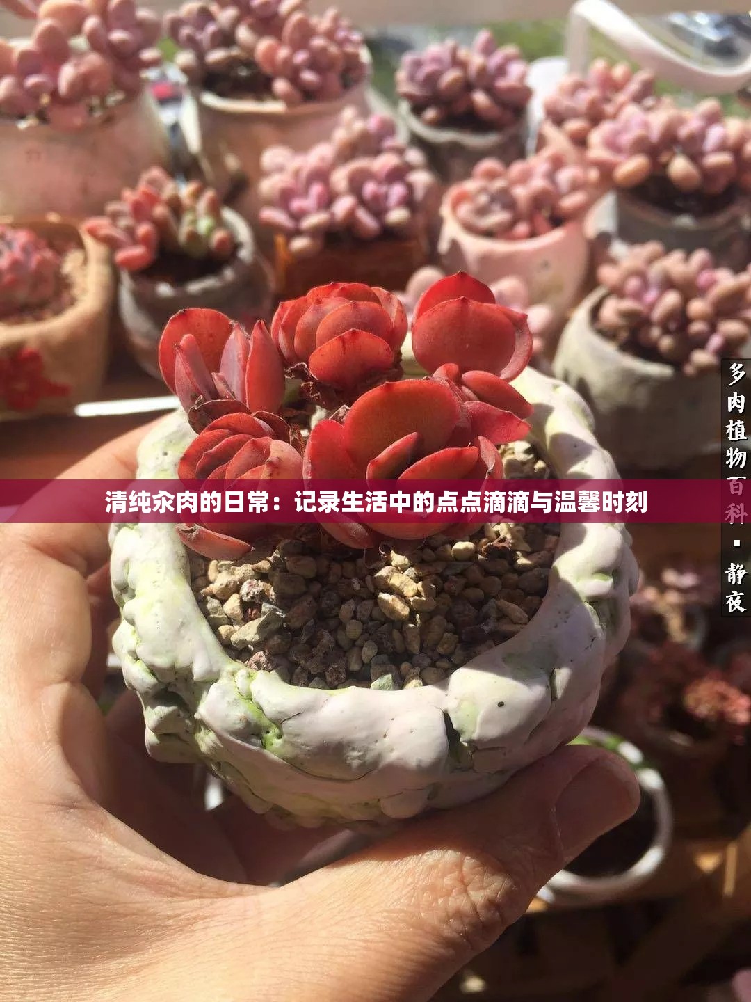 清纯汆肉的日常：记录生活中的点点滴滴与温馨时刻
