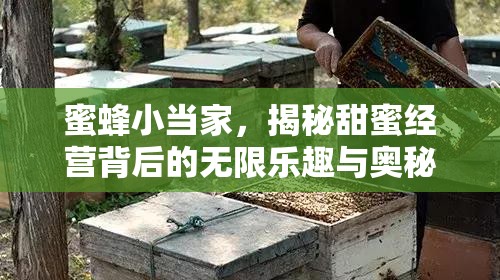 蜜蜂小当家，揭秘甜蜜经营背后的无限乐趣与奥秘