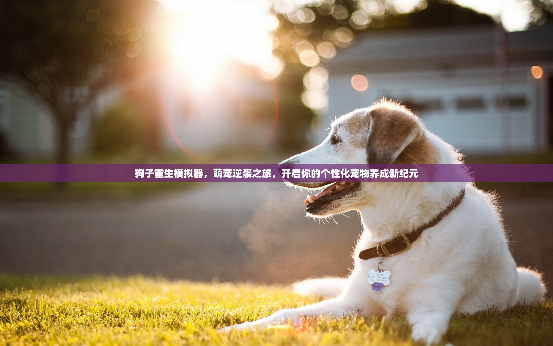 狗子重生模拟器，萌宠逆袭之旅，开启你的个性化宠物养成新纪元