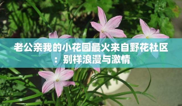 老公亲我的小花园最火来自野花社区：别样浪漫与激情