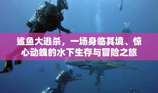鲨鱼大逃杀，一场身临其境、惊心动魄的水下生存与冒险之旅