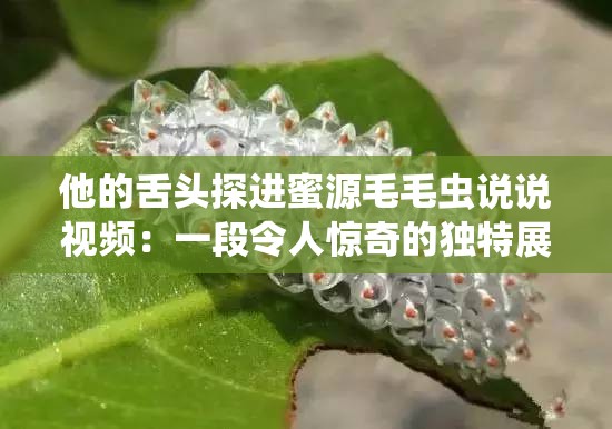 他的舌头探进蜜源毛毛虫说说视频：一段令人惊奇的独特展示
