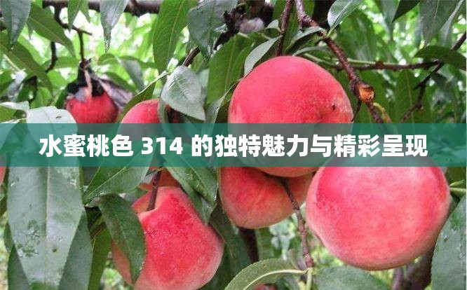 水蜜桃色 314 的独特魅力与精彩呈现