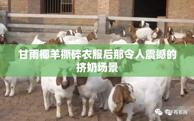 甘雨椰羊撕碎衣服后那令人震撼的挤奶场景