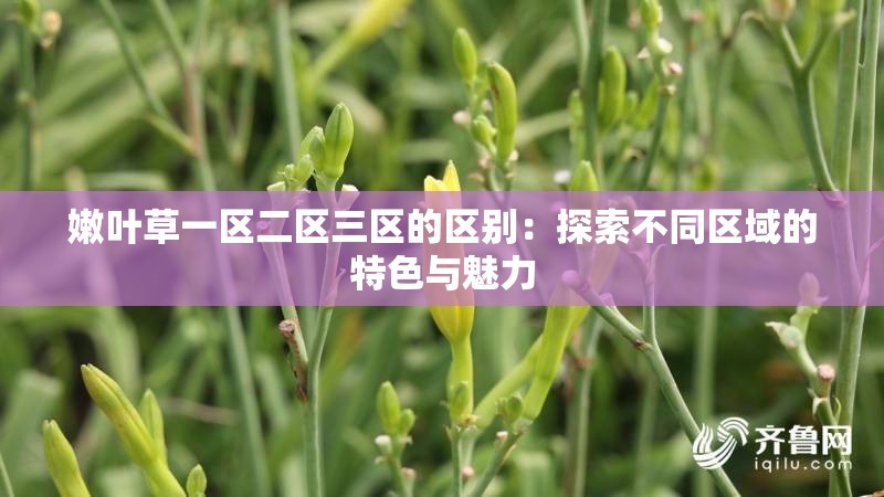 嫩叶草一区二区三区的区别：探索不同区域的特色与魅力