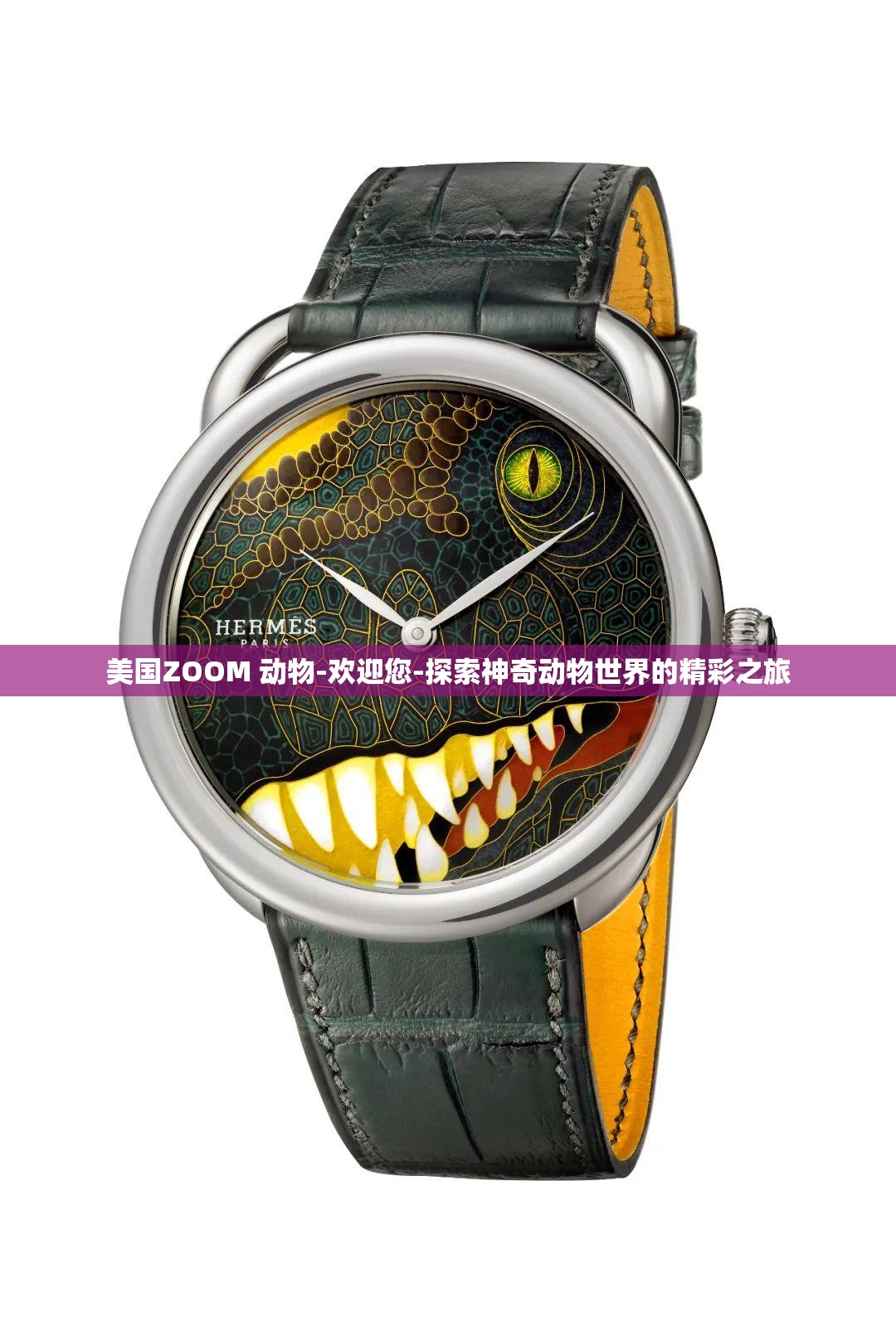 美国ZOOM 动物-欢迎您-探索神奇动物世界的精彩之旅