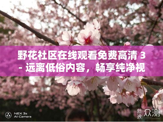野花社区在线观看免费高清 3- 远离低俗内容，畅享纯净视觉体验