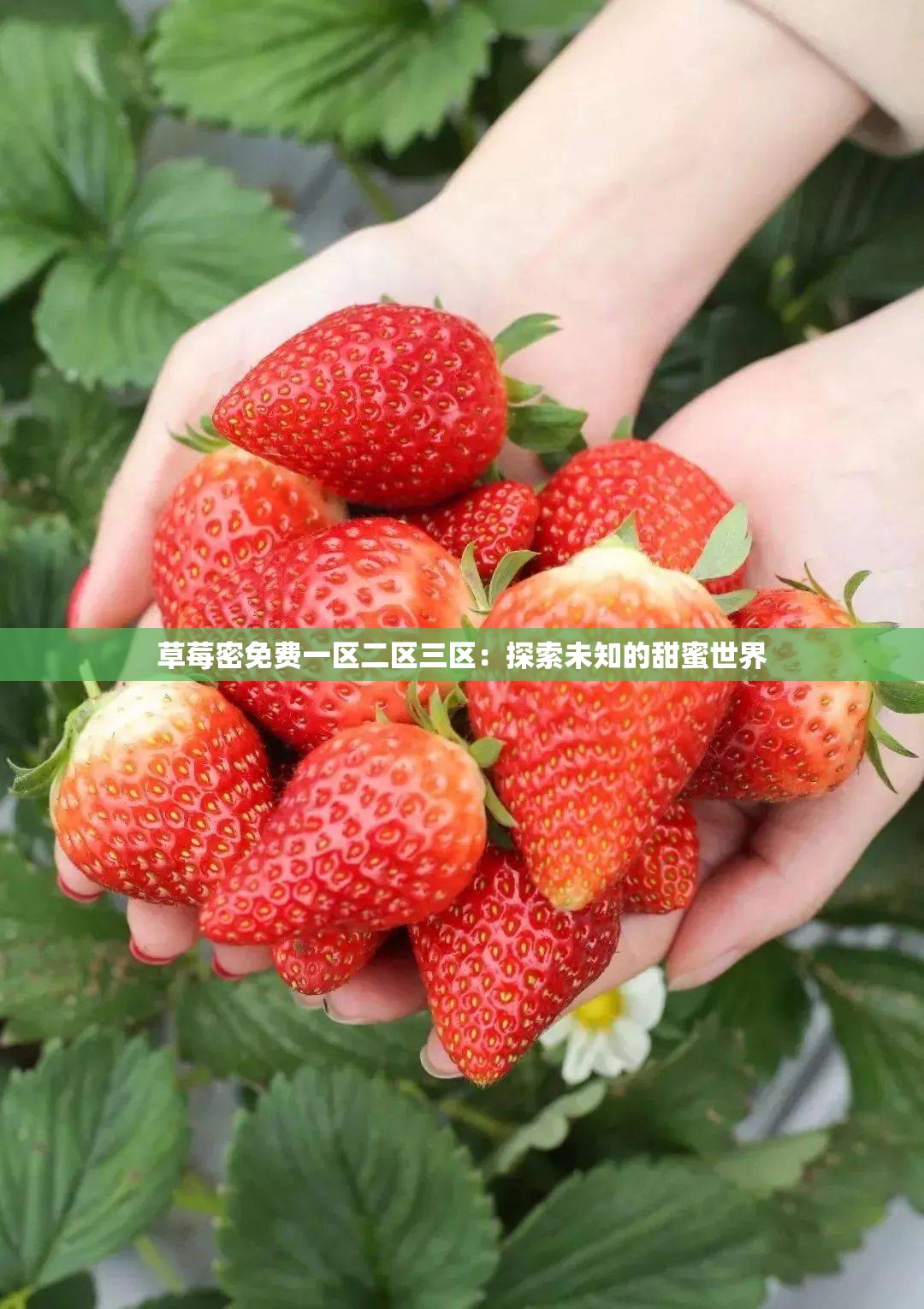 草莓密免费一区二区三区：探索未知的甜蜜世界