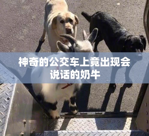 神奇的公交车上竟出现会说话的奶牛