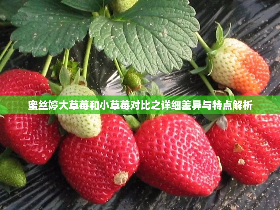 蜜丝婷大草莓和小草莓对比之详细差异与特点解析