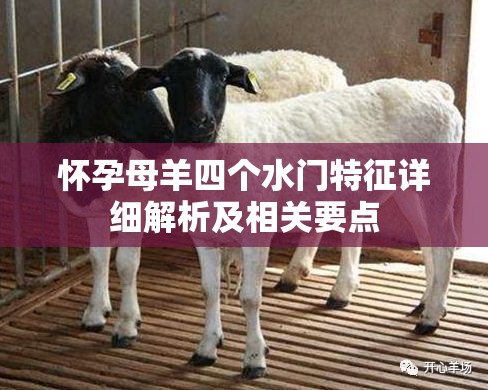 怀孕母羊四个水门特征详细解析及相关要点