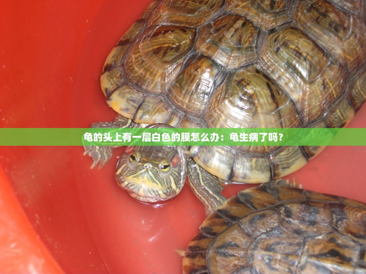 龟的头上有一层白色的膜怎么办：龟生病了吗？