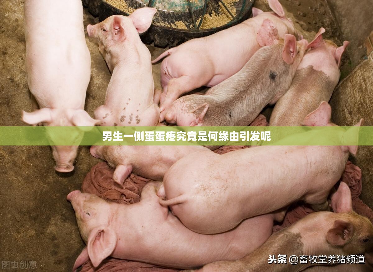 男生一侧蛋蛋疼究竟是何缘由引发呢