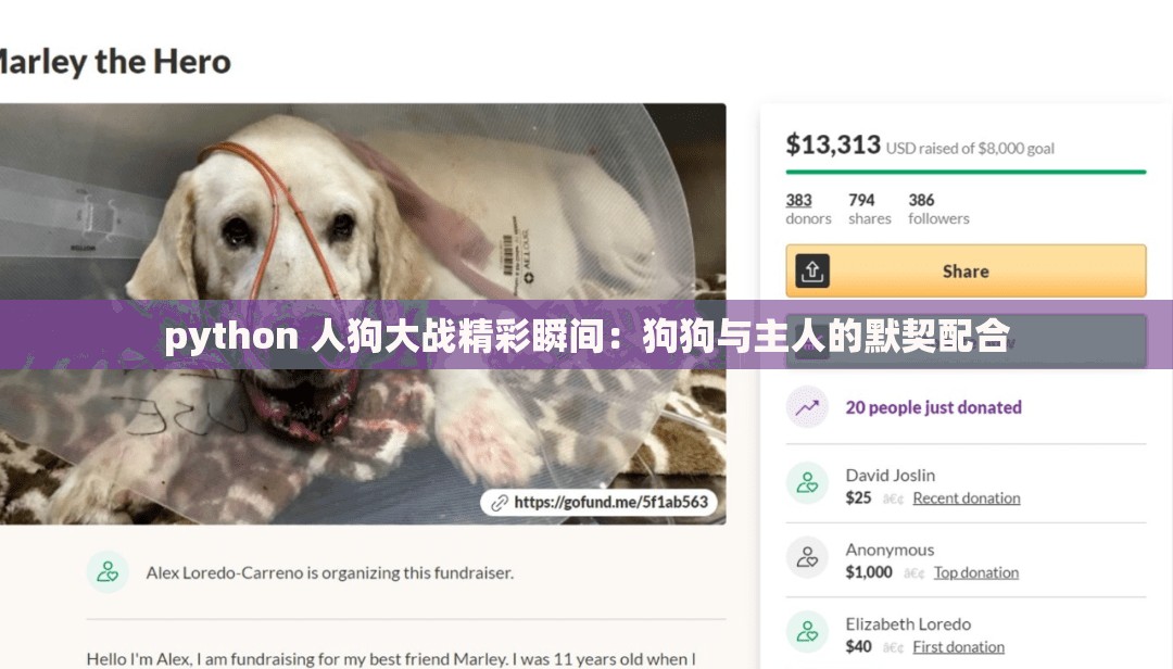 python 人狗大战精彩瞬间：狗狗与主人的默契配合