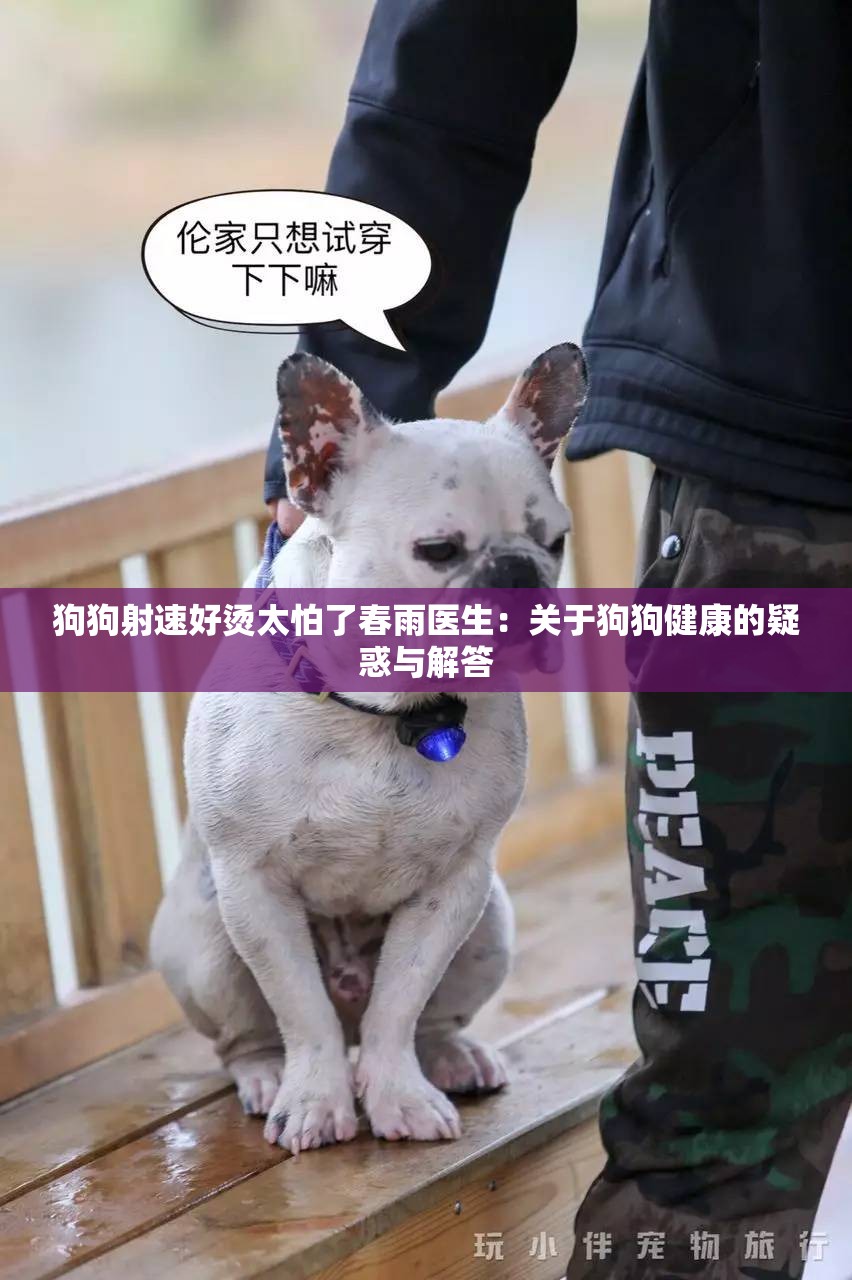 狗狗射速好烫太怕了春雨医生：关于狗狗健康的疑惑与解答