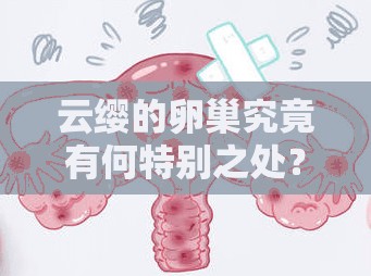 云缨的卵巢究竟有何特别之处？