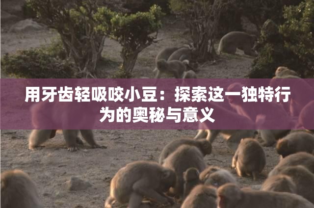 用牙齿轻吸咬小豆：探索这一独特行为的奥秘与意义