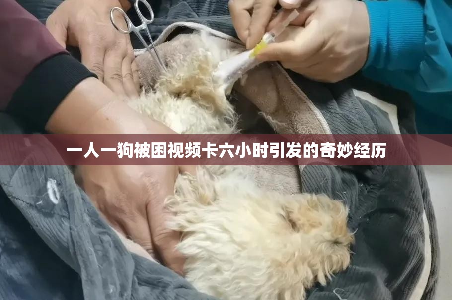 一人一狗被困视频卡六小时引发的奇妙经历