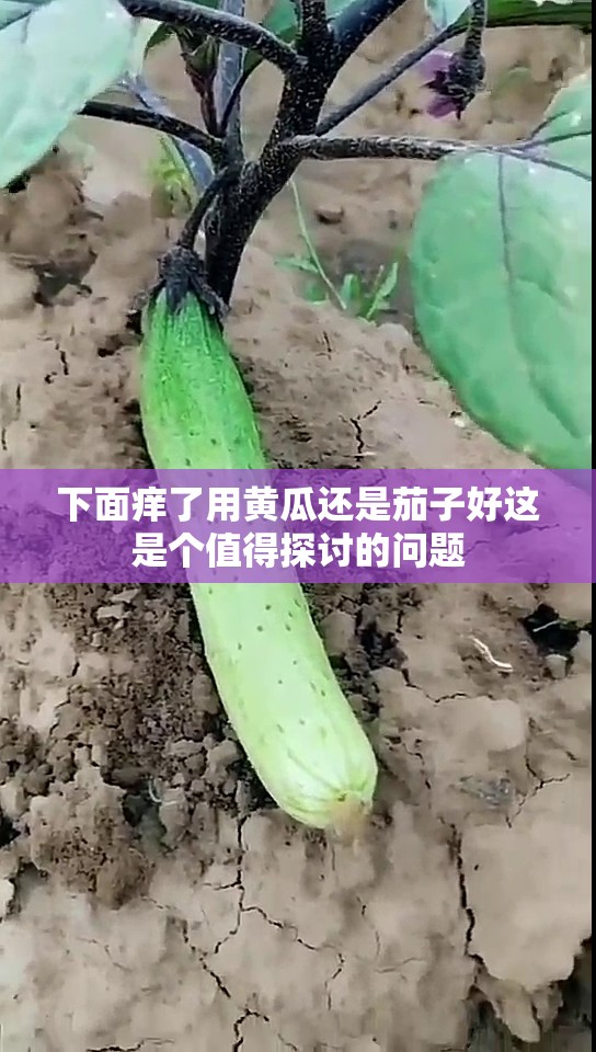 下面痒了用黄瓜还是茄子好这是个值得探讨的问题