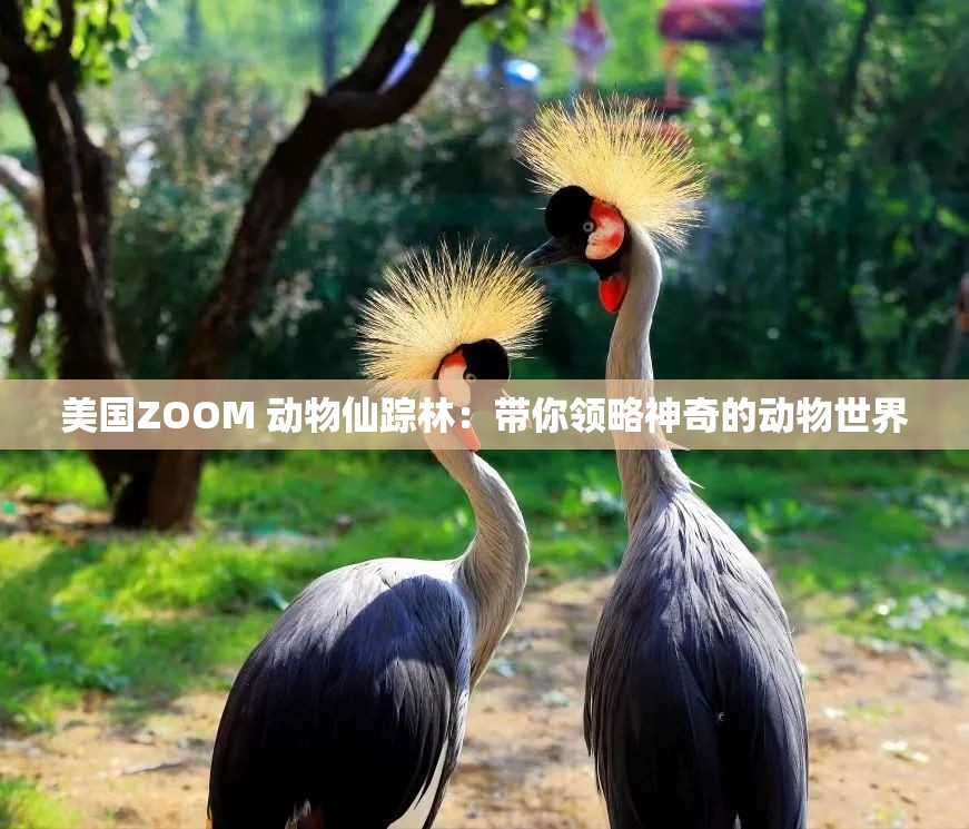 美国ZOOM 动物仙踪林：带你领略神奇的动物世界