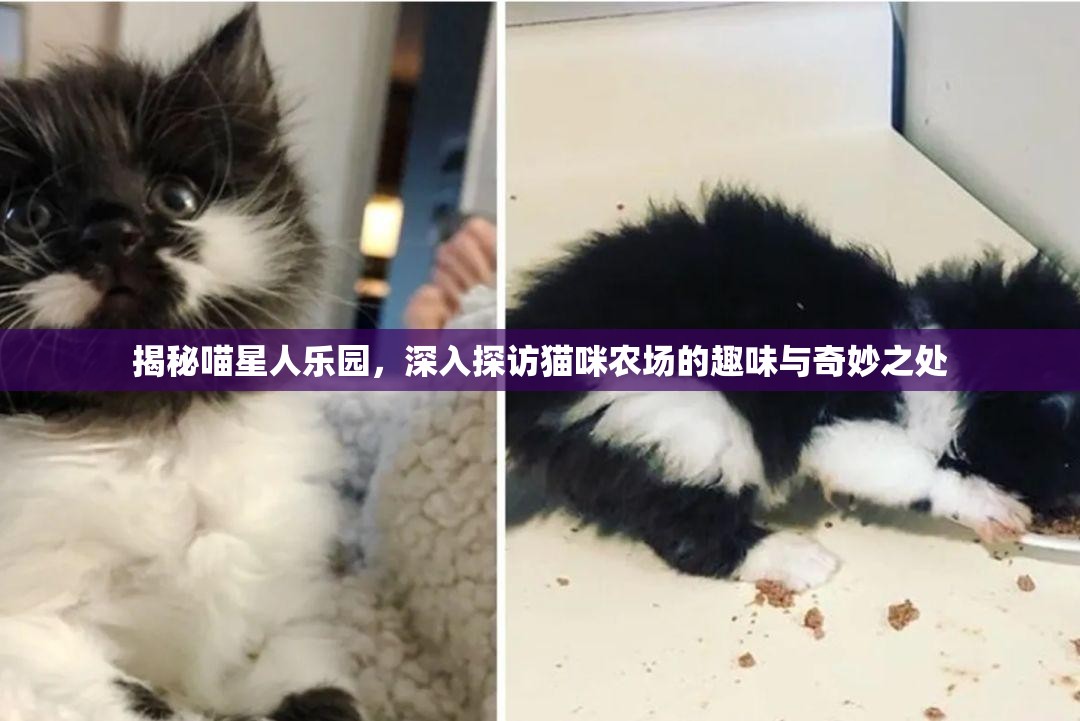 揭秘喵星人乐园，深入探访猫咪农场的趣味与奇妙之处