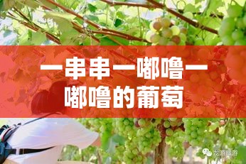 一串串一嘟噜一嘟噜的葡萄