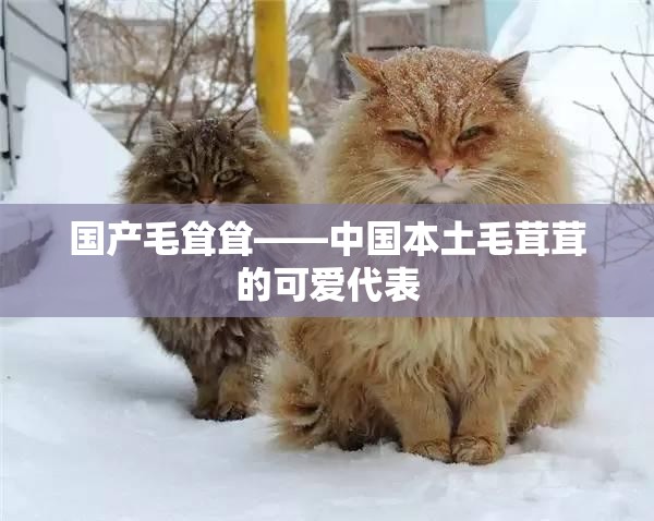 国产毛耸耸——中国本土毛茸茸的可爱代表