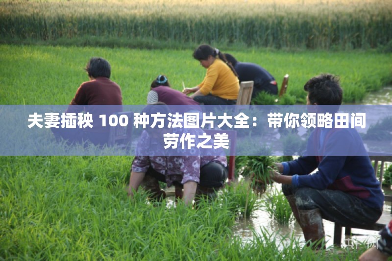 夫妻插秧 100 种方法图片大全：带你领略田间劳作之美