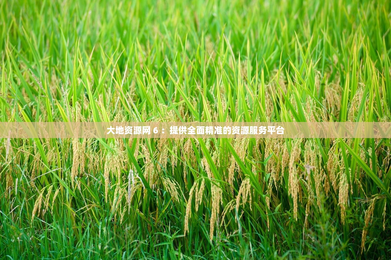 大地资源网 6 ：提供全面精准的资源服务平台