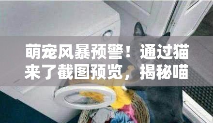 萌宠风暴预警！通过猫来了截图预览，揭秘喵星人不可思议的奇妙日常生活