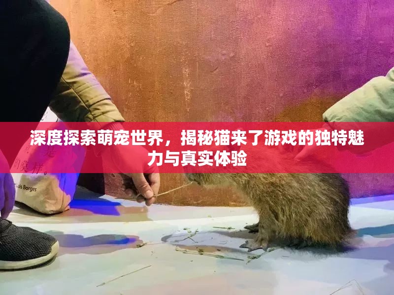 深度探索萌宠世界，揭秘猫来了游戏的独特魅力与真实体验
