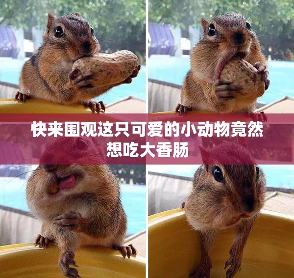 快来围观这只可爱的小动物竟然想吃大香肠