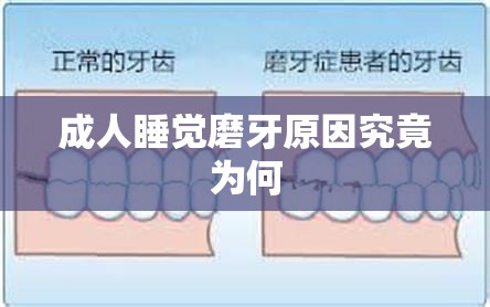 成人睡觉磨牙原因究竟为何