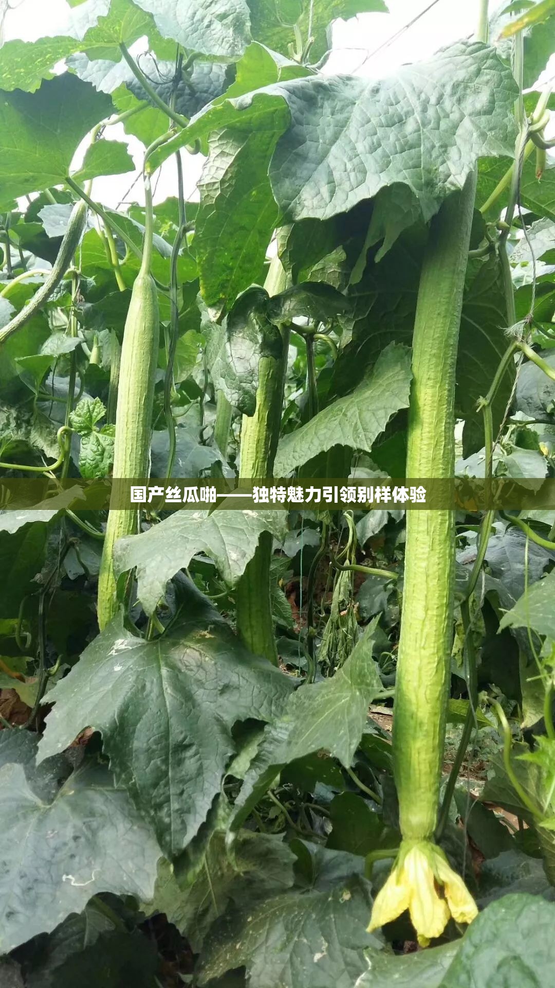 国产丝瓜啪——独特魅力引领别样体验